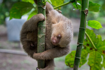 Sloths are fascinating creatures! They're known for their slow movement and leisurely lifestyle,...