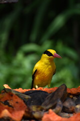 yellow bird