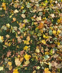 autumn leaves on the ground