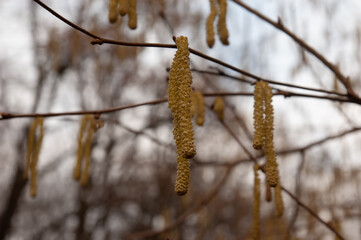 spring background: nut earrings on a branch, background blurred