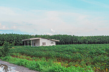 Rustic country home nestled amidst lush green fields under a serene blue sky.