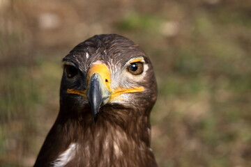 Eagle.