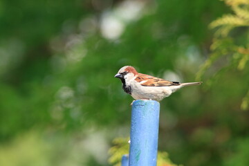 Sparrow.