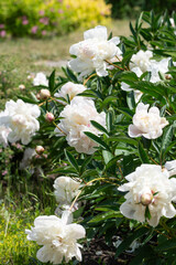 Flowering of beautiful peonies of different varieties in the park.  Beauty in nature. Close up.