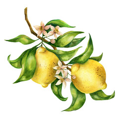Hand drawn watercolor drawing of lemons on branch on white background. Isolated botanical illustration of bright and fresh fruits, flowers and greenery for design, greeting cards, invitations, decor