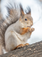 The squirrel with nut sits on tree in the winter or late autumn