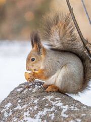 Fototapeta premium Portrait of a squirrel in winter on white snow background