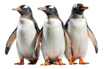 Gentoo penguins isolated on white background. AI GENERATED