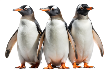 Gentoo penguins isolated on white background. AI GENERATED