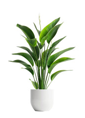 Tall green plant in white ceramic pot