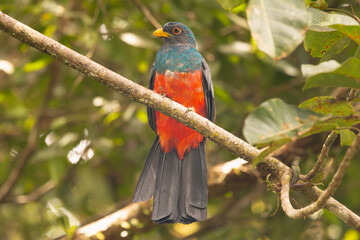 slaty-tailed trogon - Trogon massena perched with green leaves in background. Photo from Santa Rosa Reserve Natural Gamboa in Amazonia, Peru.
