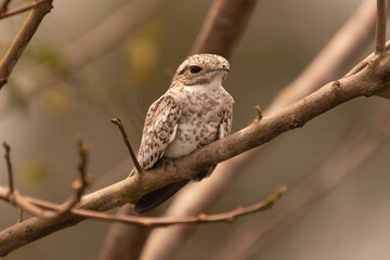 sand-colored nighthawk - Chordeiles rupestris perched at brown background. Photo from Santa Rosa Reserve Natural Gamboa in Amazonia, Peru.