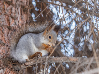 Fototapeta premium The squirrel with nut sits on tree in the winter or late autumn