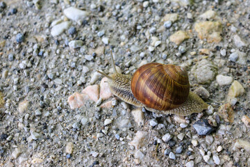 Snail crawls across the road, close-up