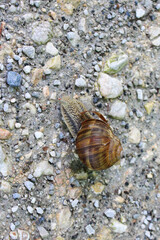 Snail crawls across the road, close-up