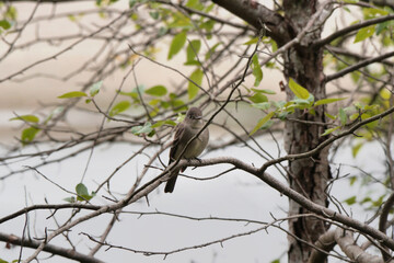 Eastern Phoebe bird perched on a tree at Maplewood Mudflats Wild Bird Trust in North Vancouver, British Columbia, Canada