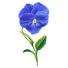 Highly detailed drawing with blue pansy flower. A minimalist botanical illustration of a delicate and vibrant spring flower hand drawn in a realistic style.