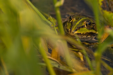 Aufnahme eines gut, hinter Wasserpflanzen, verstecken Grasfrosches.
