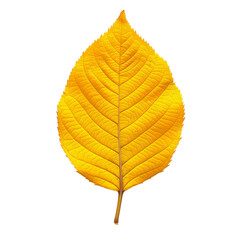 A yellow leaf is shown on a white background