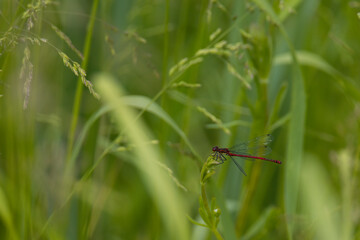 Aufnahme von sitzenden Libellen im Schilf