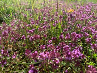 Fototapeta premium field of flowers