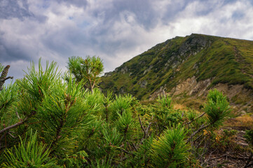 Green thickets of mountain pine (Pinus Mugo Mughus) against the backdrop of Mount Pip Ivan Maramures on a sunny morning.