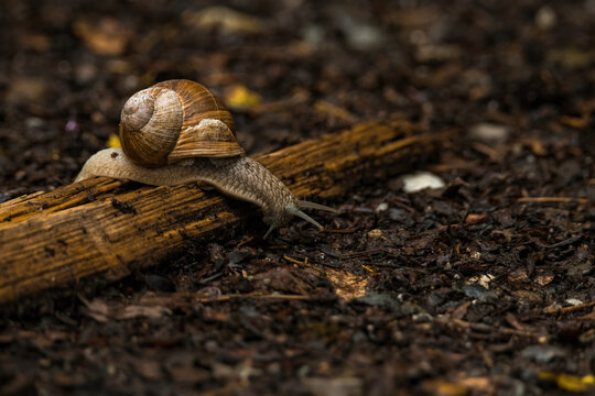Aufnahme von einer Weinbergschnecke, welche ein Hinderniss &uuml;berwindet.