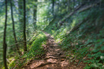 Cone-strewn hiking trail in the forest with shallow depth of field