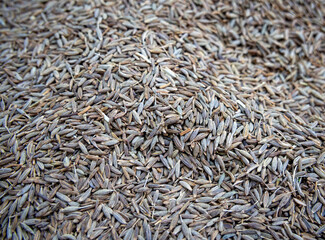 Seeds of oriental seasoning cumin