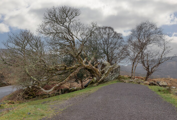 Looking up a patheway at a fallen tree