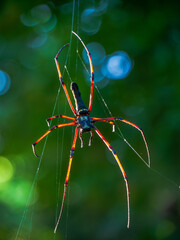 Spider in yellow and red colour climbing on web
