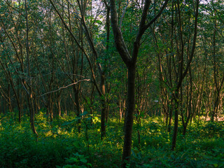 Panorama of a green forest of deciduous trees with the sun casting its rays of light.