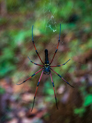 Spider in yellow and red colour climbing on web