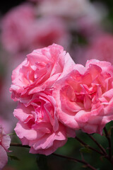 Beautiful fresh roses in the park. Garden flowers. Beauty in nature. Close up. 