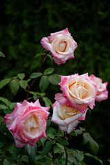 Beautiful fresh roses in the park. Garden flowers. Beauty in nature. Close up. 