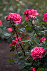 Beautiful fresh roses in the park. Garden flowers. Beauty in nature. Close up. 