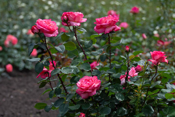 Beautiful fresh roses in the park. Garden flowers. Beauty in nature. Close up. 