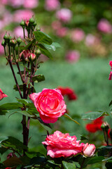 Obraz premium Beautiful fresh roses in the park. Garden flowers. Beauty in nature. Close up. 