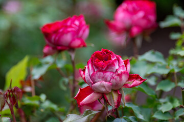 Beautiful fresh roses in the park. Garden flowers. Beauty in nature. Close up. 