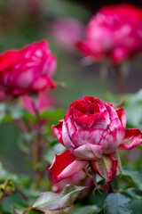 Beautiful fresh roses in the park. Garden flowers. Beauty in nature. Close up. 
