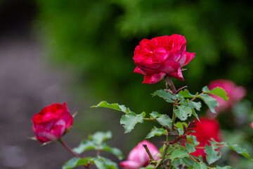 Obraz premium Beautiful fresh roses in the park. Garden flowers. Beauty in nature. Close up. 