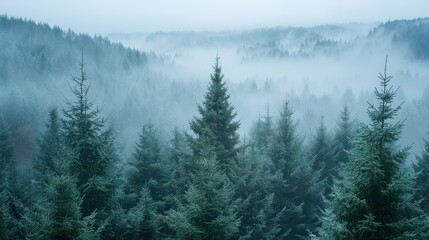 Serene Moment Captured in Dense Coniferous Forest