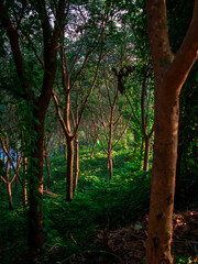 Panorama of a green forest of deciduous trees with the sun casting its rays of light.