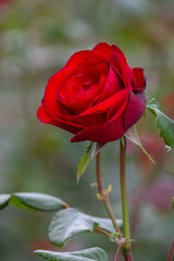 Beautiful fresh roses in the park. Garden flowers. Beauty in nature. Close up. 