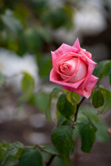 Beautiful fresh roses in the park. Garden flowers. Beauty in nature. Close up. 