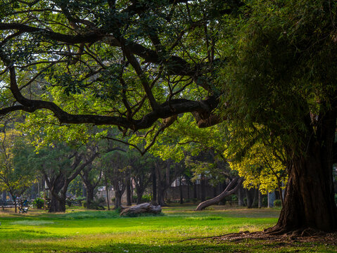 Huge trees and lush green lawn from Garden city of India, Bangalore or Bengaluru.