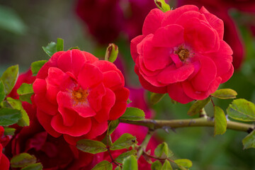 Beautiful fresh roses in the park. Garden flowers. Beauty in nature. Close up. 