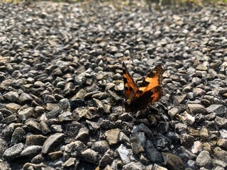 butterfly on the rock