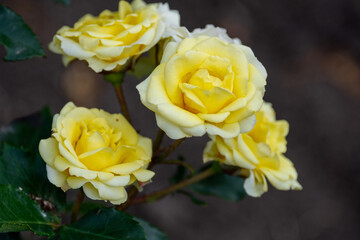 Beautiful fresh roses in the park. Garden flowers. Beauty in nature. Close up. 