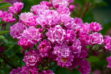Beautiful fresh roses in the park. Garden flowers. Beauty in nature. Close up. 